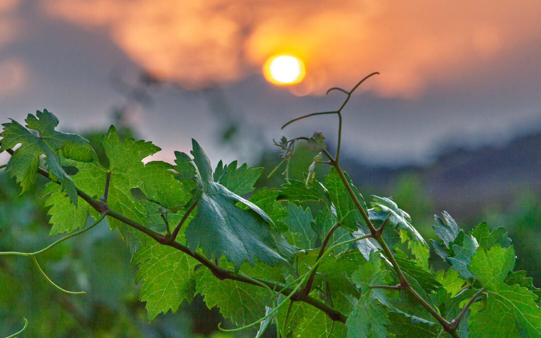 Ruta del vino y gastronomía