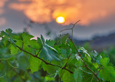 Ruta del vino y gastronomía