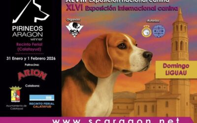Un millar de perros se miden este fin de semana en el Recinto Ferial bilbilitano